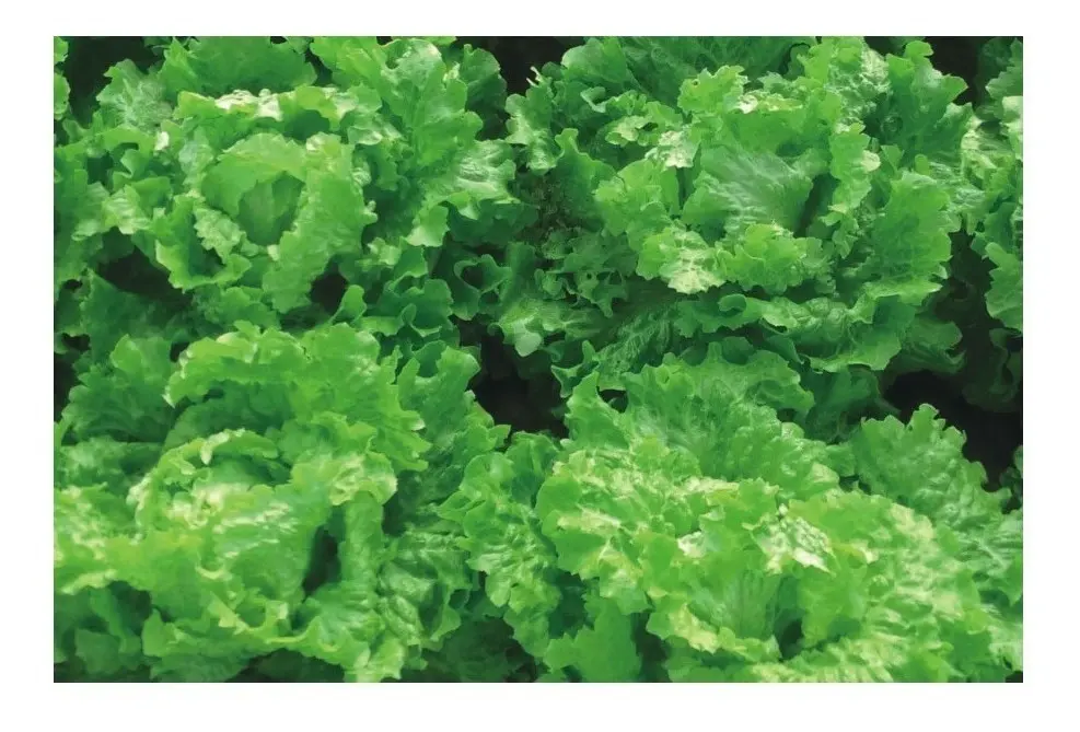 Semillas Huerta Lechuga Crimor 200 Semillas X Sobre