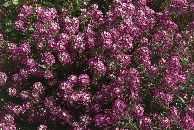 Semillas Flores Aliso Purpura 100 Semillas X Sobre